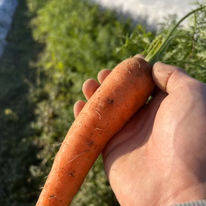 【葉っぱ付き】【農薬・化学肥料・除草剤一切不使用】黒田五寸人参