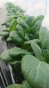 月1【固定種・在来種】無農薬・自然栽培。こだわり野菜 ポケマルセットSサイズ