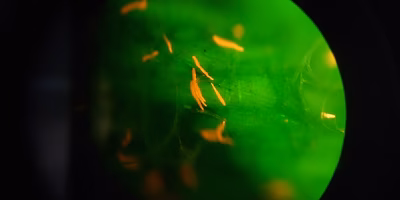 海苔の育苗記③｜いい感じに育っとうね！