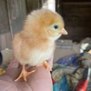 河内山養鶏場の卵（Mサイズ3０～60個）/九州、沖縄地方への配送
