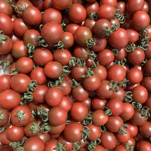 希少‼︎青森の夏野菜　紫　トスカーナバイオレット