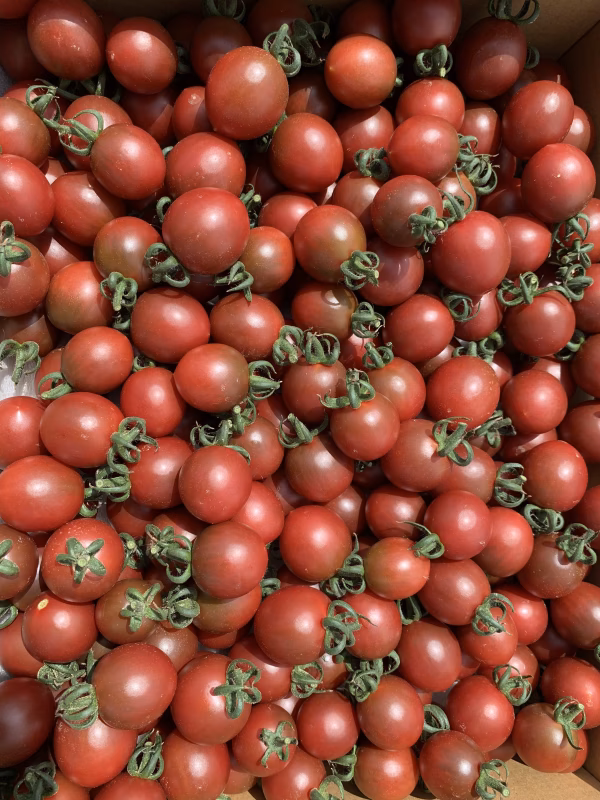 希少‼︎青森の夏野菜　紫　トスカーナバイオレット