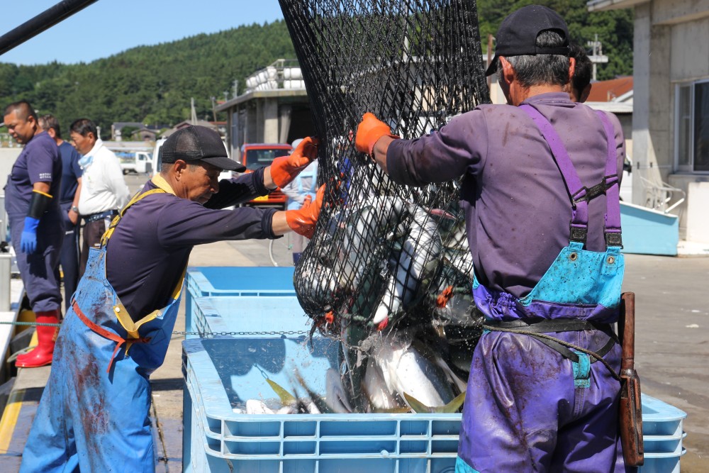 海の上で働く漁師の仕事ぶりがハンパない 定置網漁の一部始終 ポケマル体験記 農家漁師から産地直送の通販 ポケットマルシェ