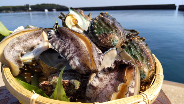 【夏ギフト】バーベキュー！活き養殖アワビ、天然サザエ※沖縄不可　あわび