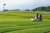 【冷茶も作れる♪】たっぷり30個入★農家が真剣につくったおいしい緑茶ティーバッグ