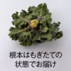 【お買い得！】プチヴェール®  上品な甘さとコクのある野菜【根本もぎたて】
