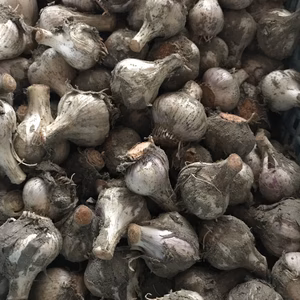 お値打ち！訳あり生ミニにんにく！にさらにおまけで追加にんにくあげちゃいます！