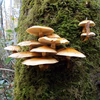 『おいしい天然なめこ』採れたてをお届けします 山形産