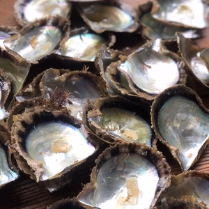 アコヤ貝　貝殻