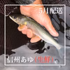 【5月中旬以降発送】信州あゆ・若鮎［生鮮］予約注文限定割引価格
