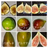 夏果イチジク　バラエティセット