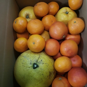 チャンドラポメロ入り　柑橘の宝石箱セット　約５㌔　４種類入り