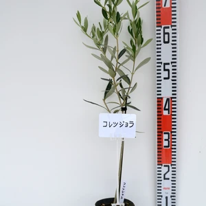 オリーブ苗木 コレッジョラ 12cmポット 樹高60-90cm