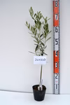 オリーブ苗木 コレッジョラ 12cmポット 樹高60-90cm