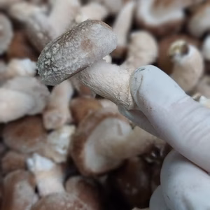 限定！ベビーしいたけ1kg　クール便