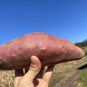 訳あり！とっても甘い！八ヶ岳の自然が育んださつまいも3種食べ比べ　約10kg