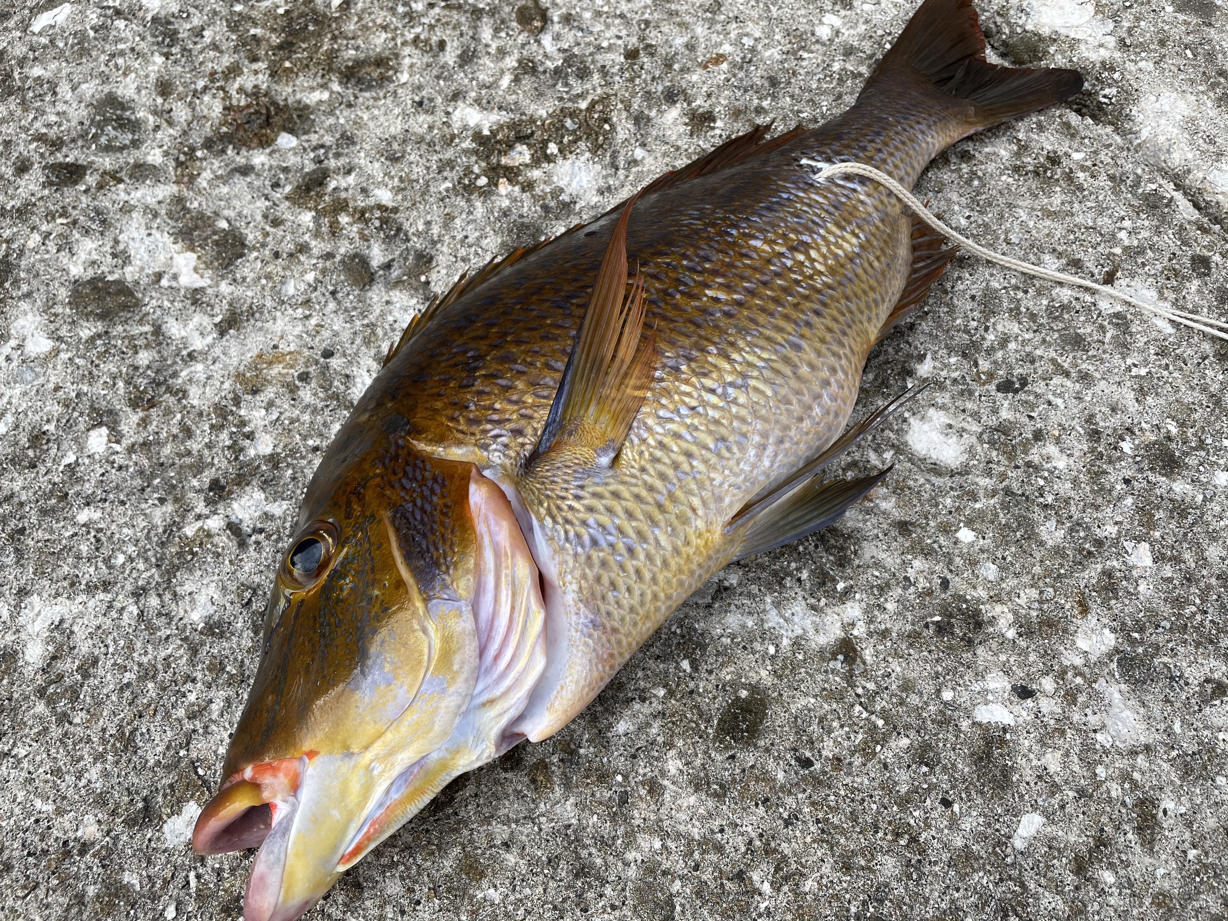 魚突き 鹿児島県竹島のフエフキダイ3 1kg 3枚下ろし 農家漁師から産地直送の通販 ポケットマルシェ