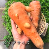 【Ｂ品・訳あり特価！】自然農法で栽培した「人参（ニンジン）」1kg〜：浜名湖直送