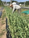丹波篠山産　生にんにく 1Kg/10～12個 農薬不使用 天然肥料使用