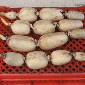 生命力あふれる木更津レンコン（子バス）１．５㎏　初出荷！