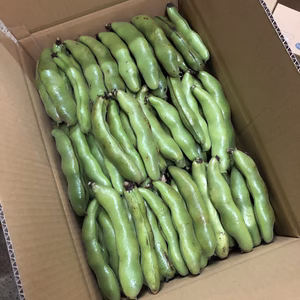 旬のソラマメ４キロ箱入り