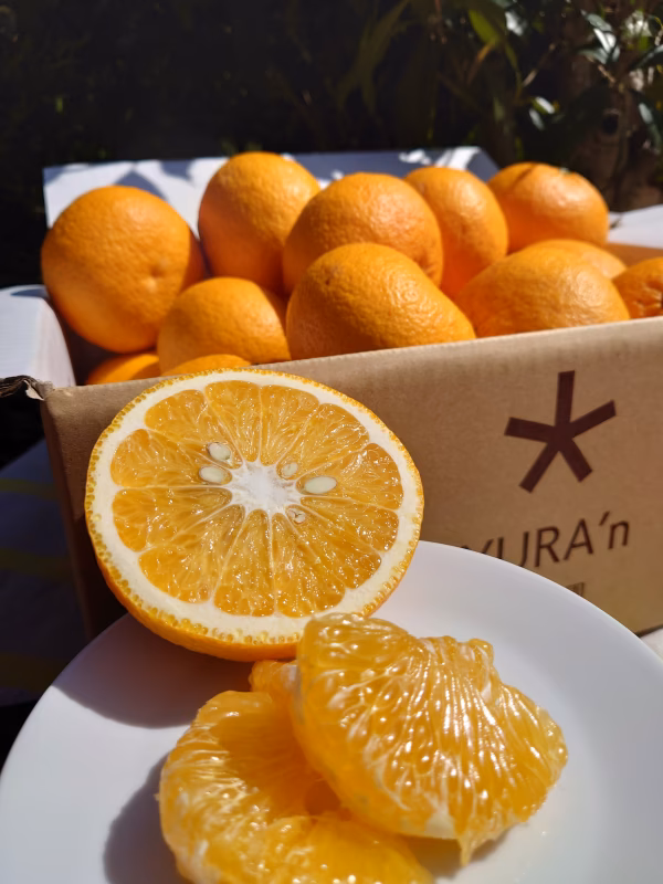 川野甘夏（Mサイズ限定）通常品、見た目も綺麗です。