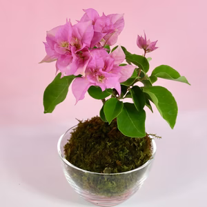 苔玉　ブーゲンビリア(薄いピンク)