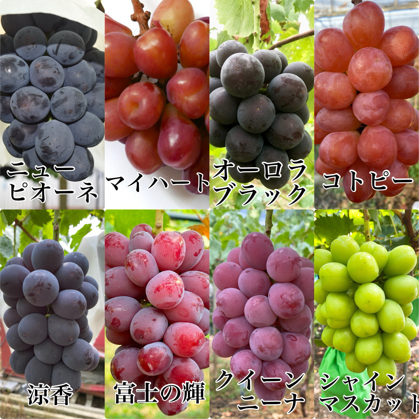 桃農家、葡萄農家