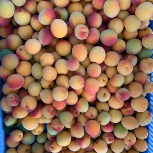 2026年　みなべ町から　樹上完熟姫南高（小粒)うめよしのMLサイズ