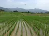 平成30年産 栽培期間中農薬不使用 熊本県産 合鴨米 イセヒカリ 玄米10kg