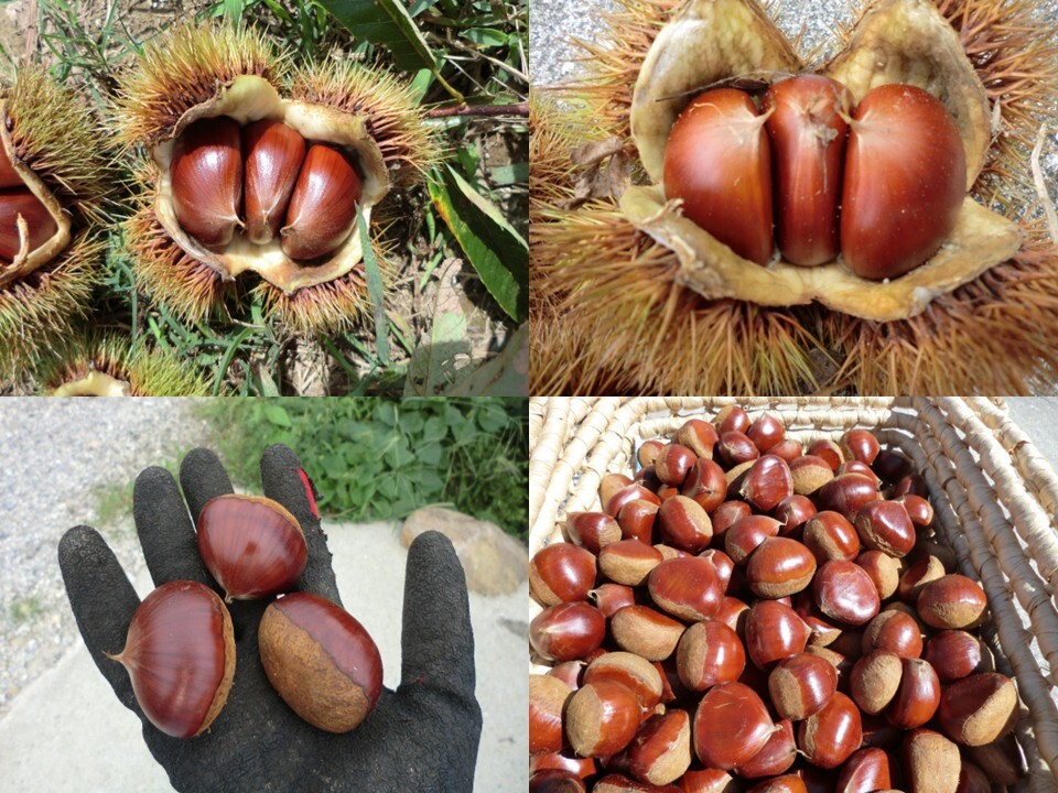 ルーク⭐︎プロフ読んで下さい様　生栗　10キロ ルーク⭐︎プロフ読んで下さい様 生栗 10キロ ルーク☆プロフ読んで