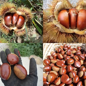 【甘い栗の食べ比べセット銀寄栗と筑波栗】 甘みを上げた氷温貯蔵 栗　