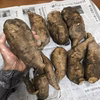 【ヤーコン】農薬・肥料不使用の自然栽培｜低カロリーで低糖質なスゴ芋！