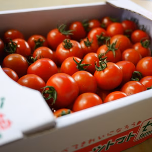 【Z1.8】中玉フルーツトマト 華おとめ　たっぷり食べたい1.8㎏　