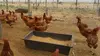 自然の中ノビノビと放し飼いで育った鶏が産んだ卵（20個）