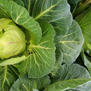 限定春キャベツおまけ付✨JAS有機高原野菜を信州諏訪湖から