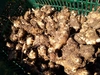 無農薬・無肥料・除草剤不使用 自然栽培の菊芋(キクイモ) 洗浄有。有機
