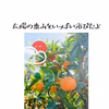 ✩本気みかん✩まるで魔法？！ 和歌山有田みかん（家庭用）12月 早生みかん
