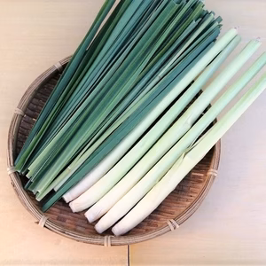 生のレモングラス 250g