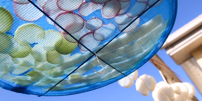 大根が「切り干し」に変わる2週間。自宅で切り干し大根づくりのたしなみ