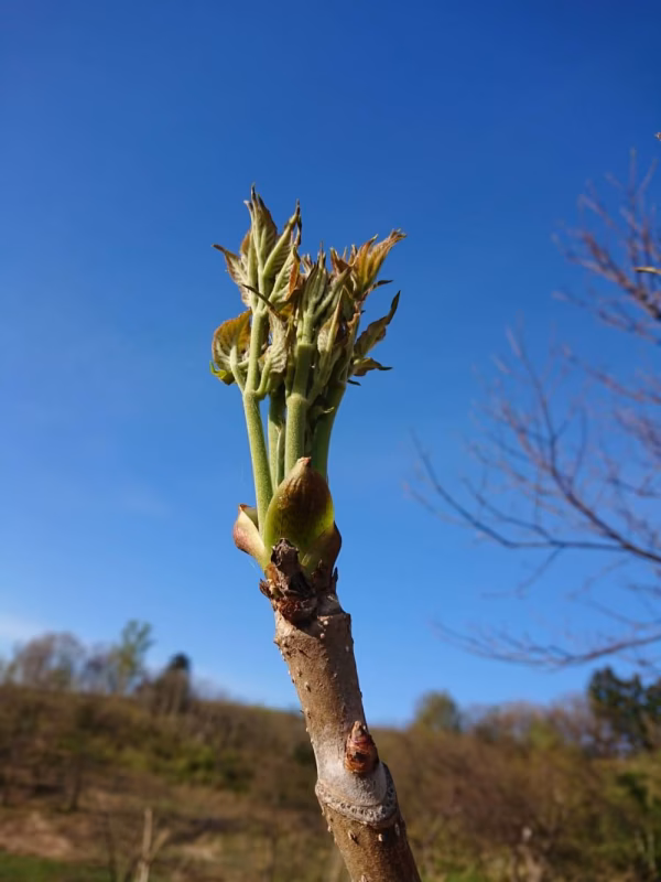 令和8年５月予約‼️天然の【タラの芽】をどうぞ‼️