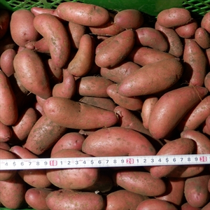 タワラヨーデル　自然栽培（無肥料・無農薬・無除草剤）のジャガイモ