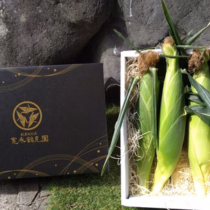 【糖度20度超】100本に1本超希少な『千年とうもろこし』☆7月予約商品☆　　