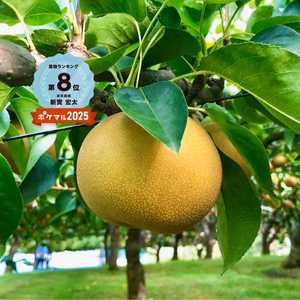 令和8年9月発送【予約】梨　豊水　長野県産　良品‼️ 