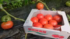 《ギフトにも》甘くて美味しい、桃太郎トマト