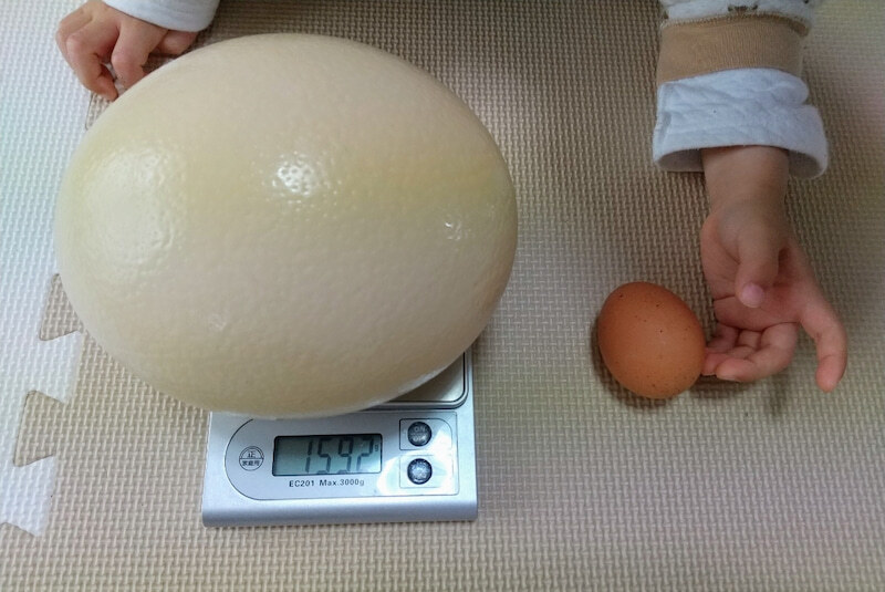 巨きな卵 世界一大きな卵 Sサイズ｜卵の商品詳細｜ポケットマルシェ