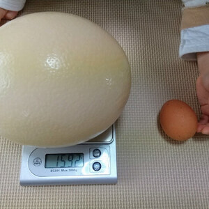 世界一大きな卵　ただ今大注目！！　１日１個限定　Ｓサイズ