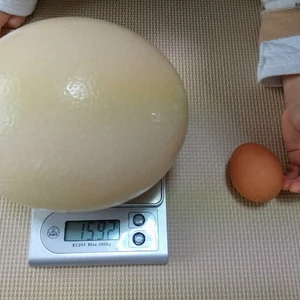 世界一大きな卵　　Ｓサイズ