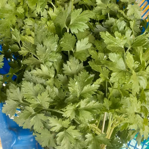 自然の魔法―腐植が紡ぐ究極のイタリアンパセリ 化学肥料・化学農薬・除草剤不使用