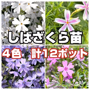 しばざくら苗【4色】計12ポット